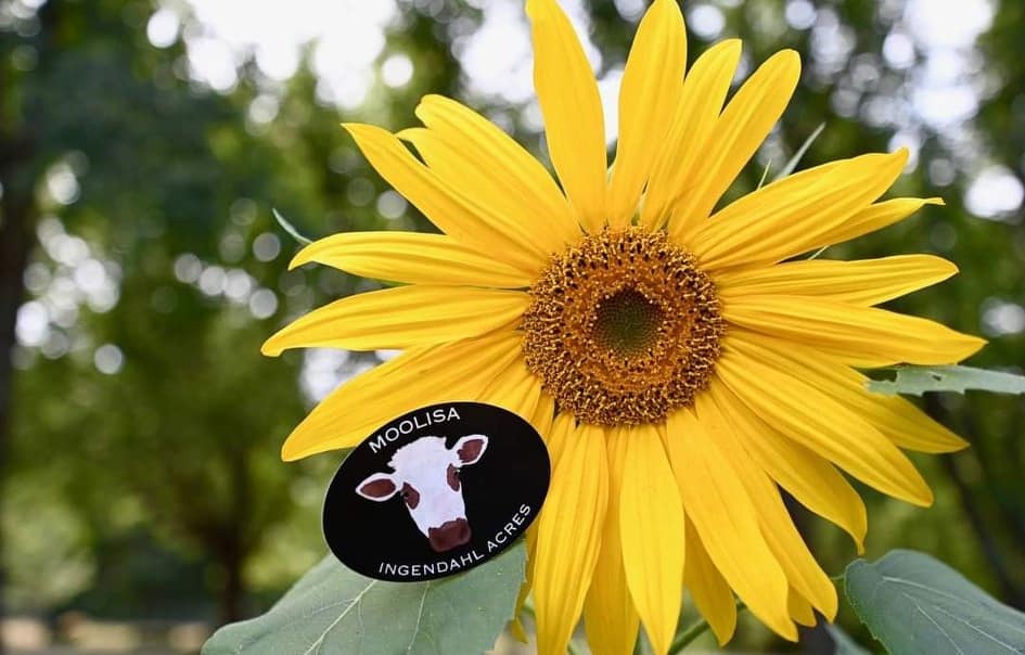The Moolisa sticker beside a sunflower, with the Ingendahl Acres name around the edge