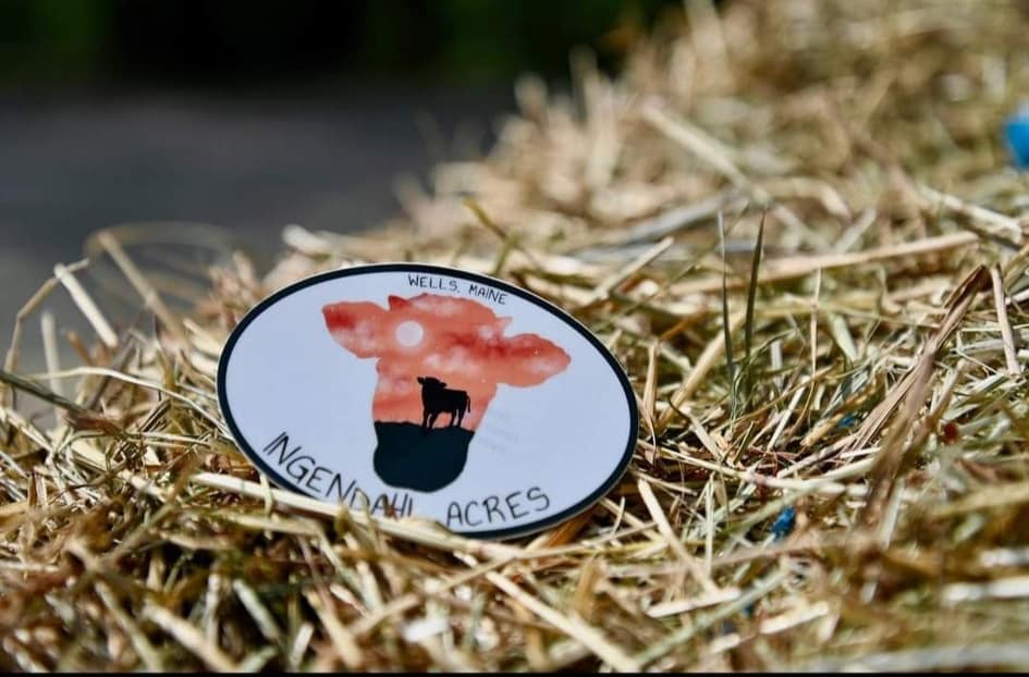 A sunset-colored cow design on an Ingendahl Acres sticker resting in hay