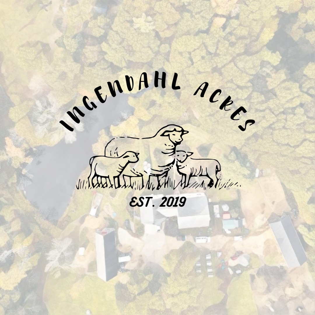 Ingendahl Acres sheep and lambs graphic in the matching farm series
